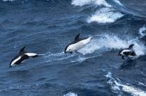 Três lindos golfinhos da espécie Dusky acompanham o SEa Spirit em alto mar, entre Falkland e Geórgia do Sul